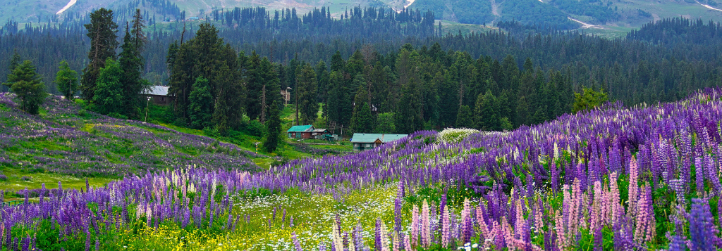 Majestic Kashmir 3